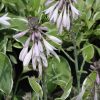 Hosta Francee #1 - Image 2